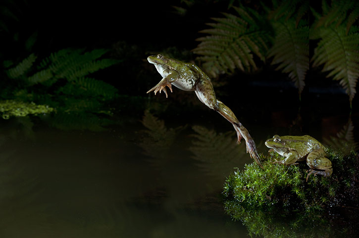 Пять фактов, после которых вы никогда не перепутаете жабу с лягушкой. МУзей ЛЯгушек и Жаб
