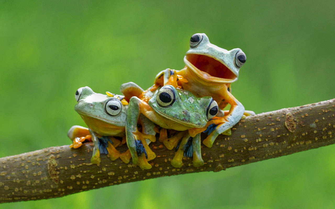 А Вас жаба душит или, может быть, давит? | Музей Лягушек и Жаб «МуЛяЖ»